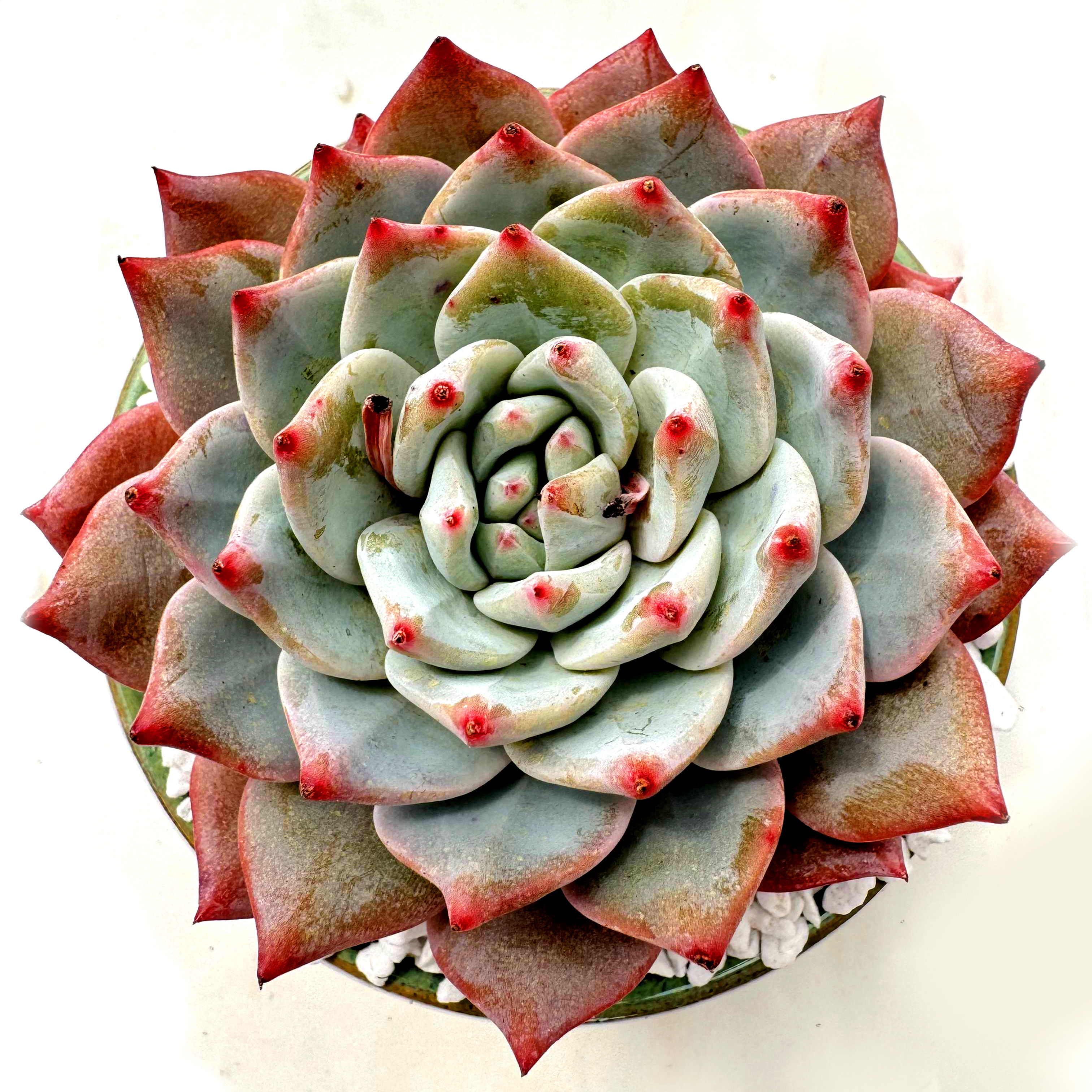 Echeveria Blue Bird
