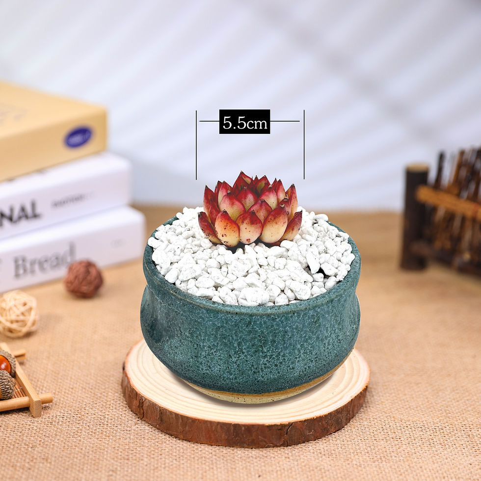 Thumbnail: Echeveria Firefly