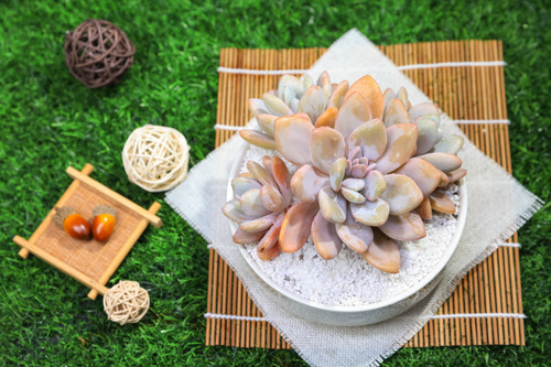 @Rabbit.Echeveria出品 Rabbit.Echeveria出品 Echeveria Pink Bunny-Cluster
