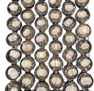 Lithops julii 'Kikusiyo Giyoku' Bulk 54 Tray - 2in Pot
