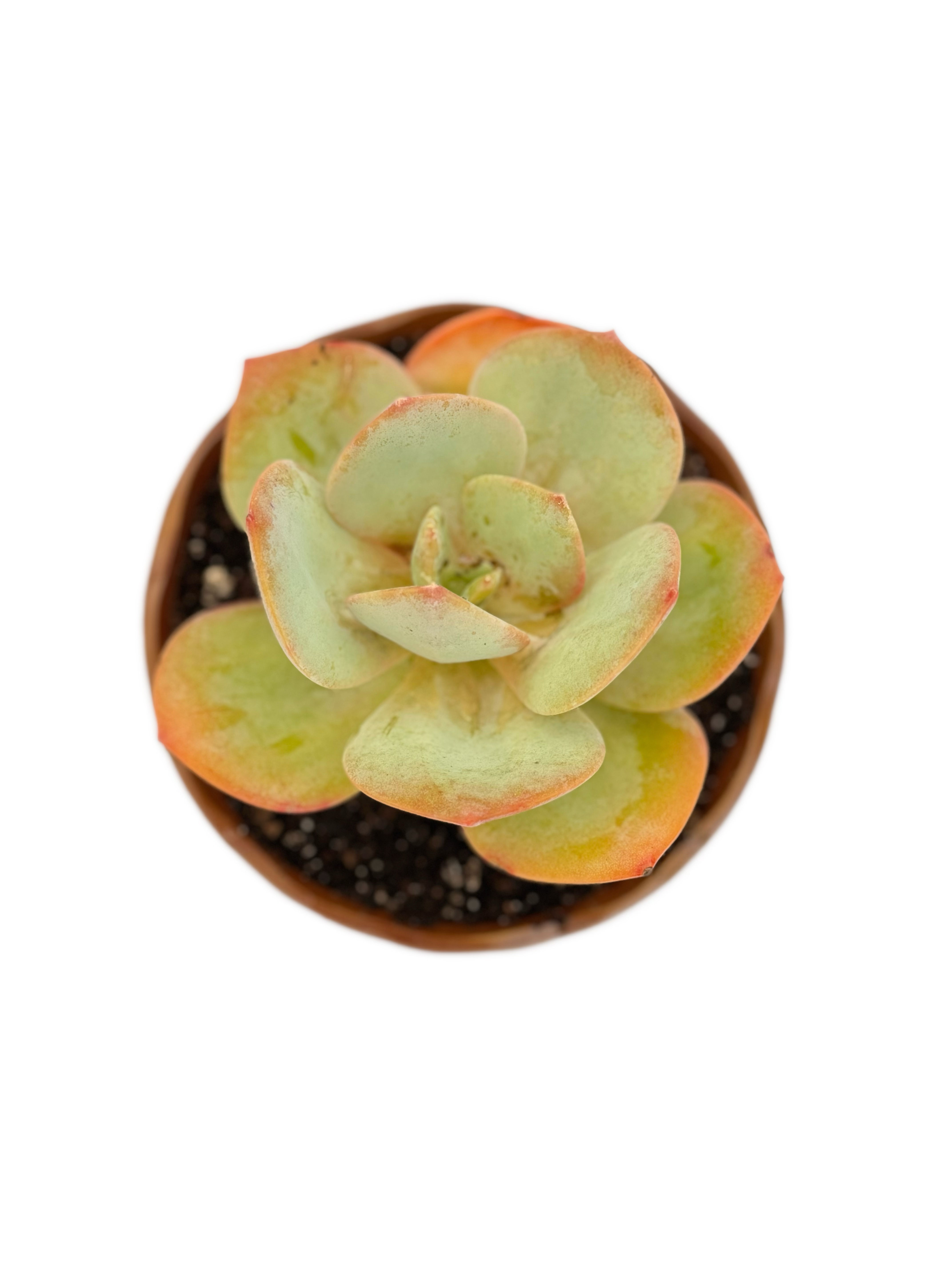 Echeveria Cream Blood Phoenix
