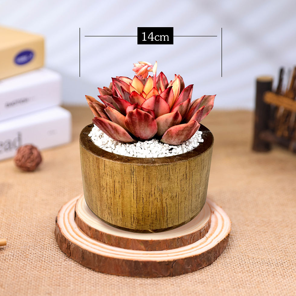 縮圖：Echeveria 'Moon Goddess Variegata'