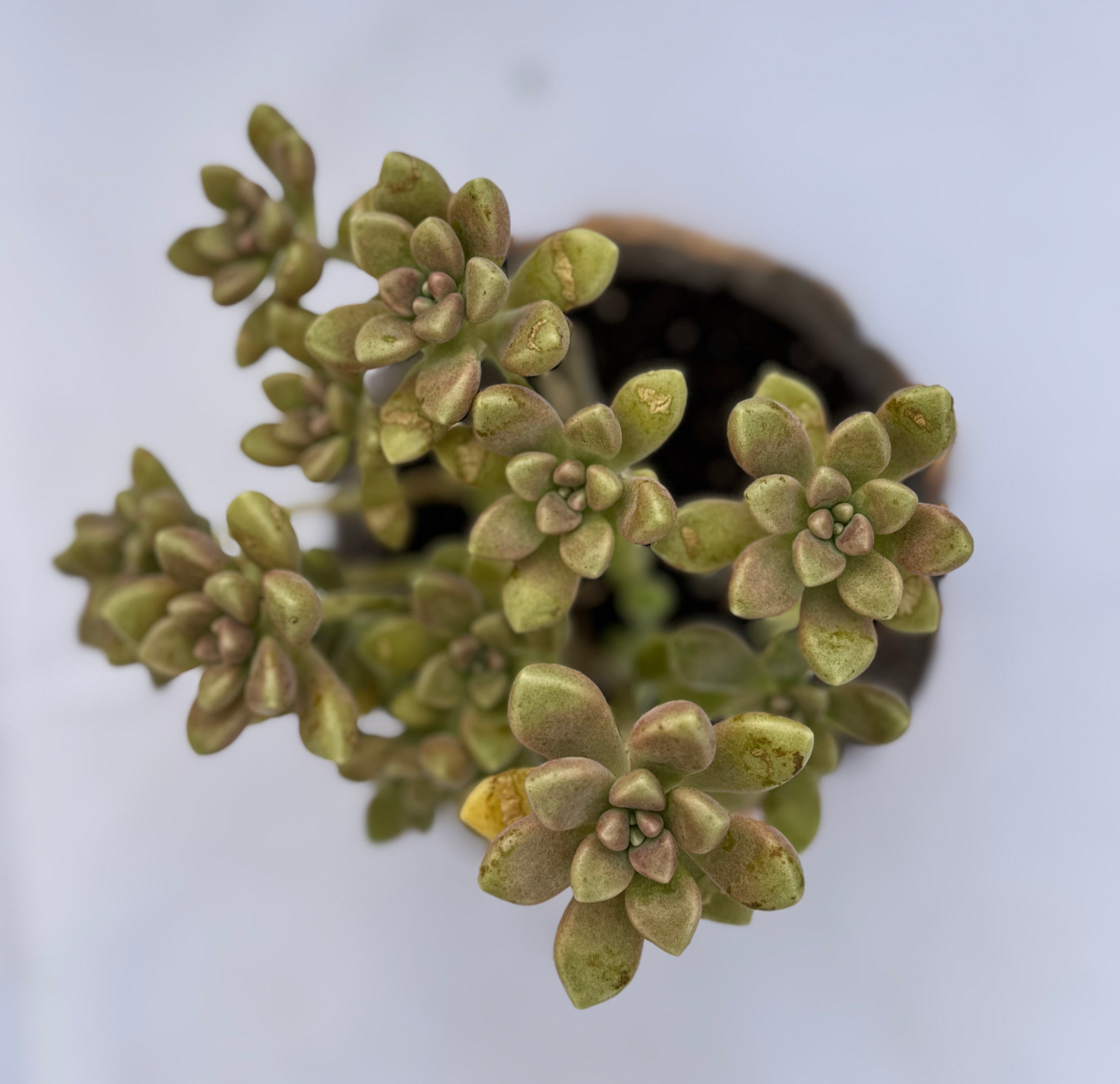 Graptopetalum mendozae