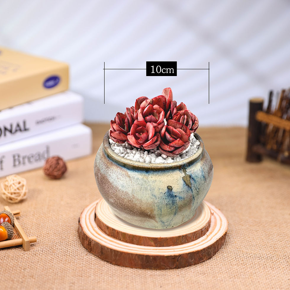 Thumbnail: Echeveria Suyon