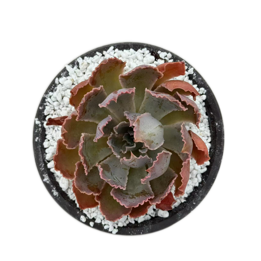 Echeveria ‘Sunset Dance’