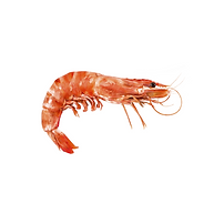 Prawn.png