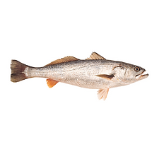 Pescadilla.png