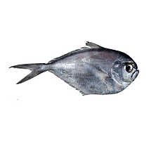 Palometa.png