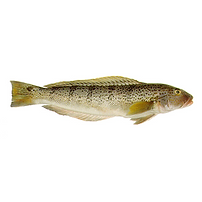 Sea Salmon.png