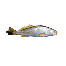 Corvina.png