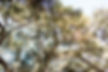 tree_low.jpg