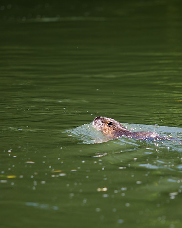 Migrantours-Ljubljanica-fotoLukaDakskobler-023.jpg
