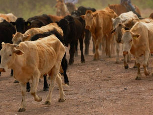 Gusano barrenador en México: estados con presencia y pérdidas económicas por cierre de fronteras