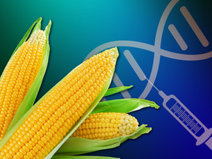 No hay ninguna evidencia de que el maíz transgénico sea perjudicial para la salud; afirma especialista