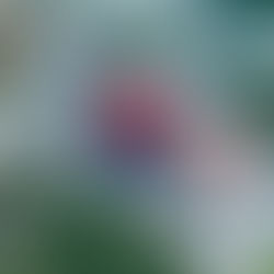 Corea del Sur prevé un impacto “limitado” de nuevos aranceles de México