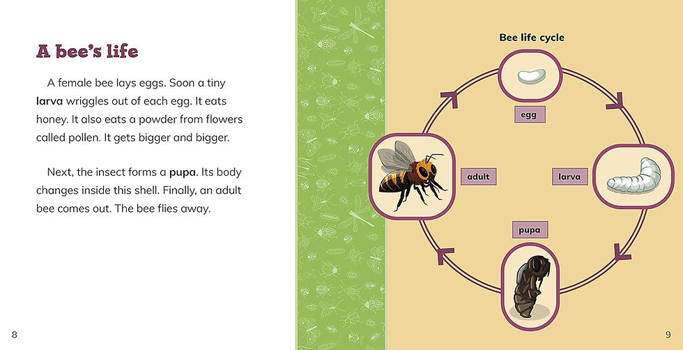 Fast Facts About Bees