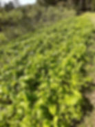 Mustard Greens