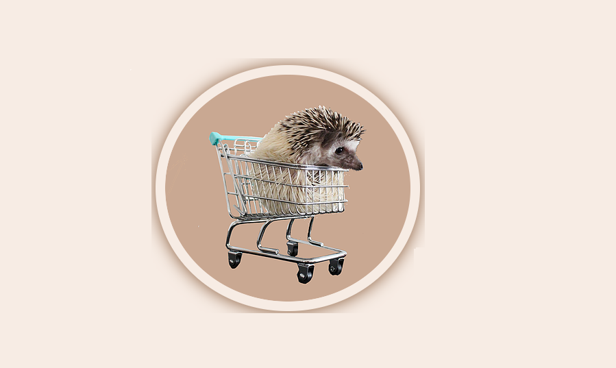Care Guide Advice Information Exotic Pet African Pygmy