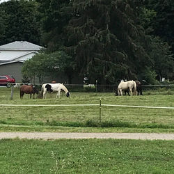our horses in New York