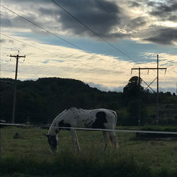 Liberty grazing
