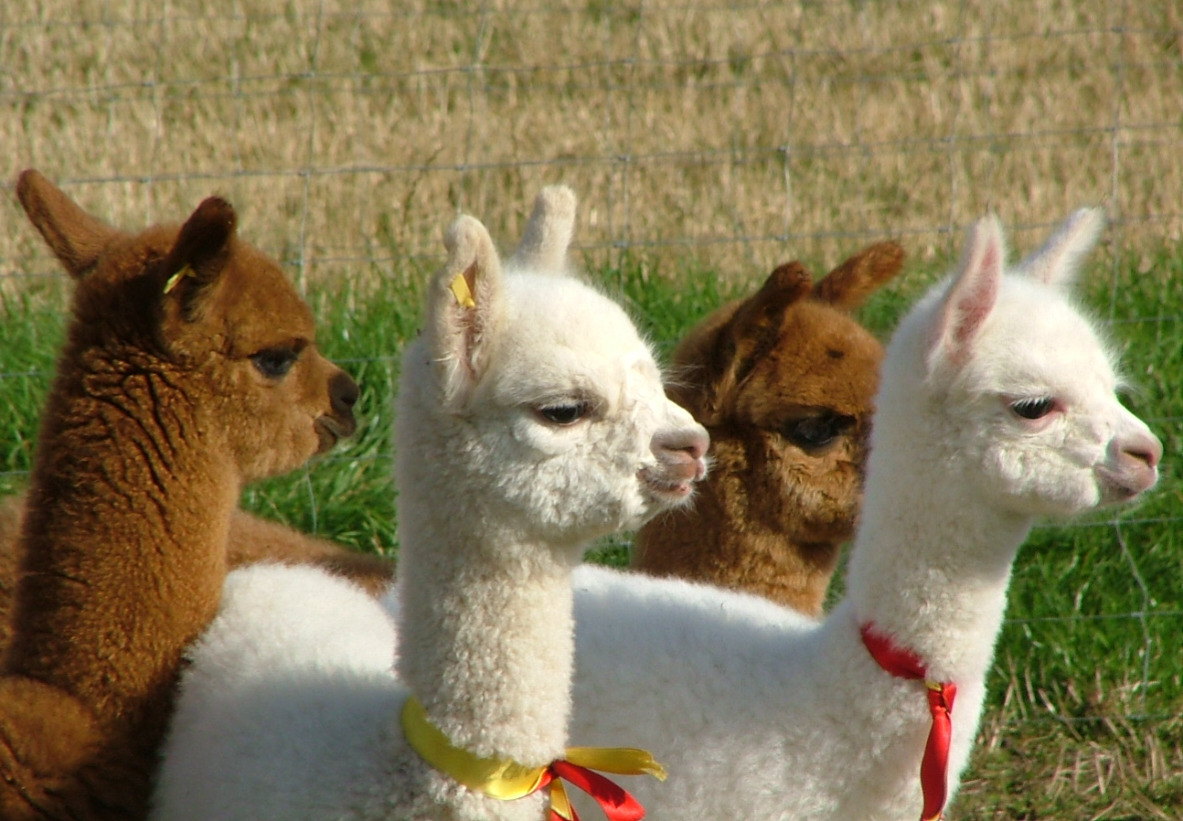 Quintessence Alpacas