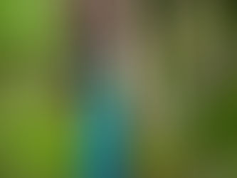 Nature at Wilpattu Safari Camp