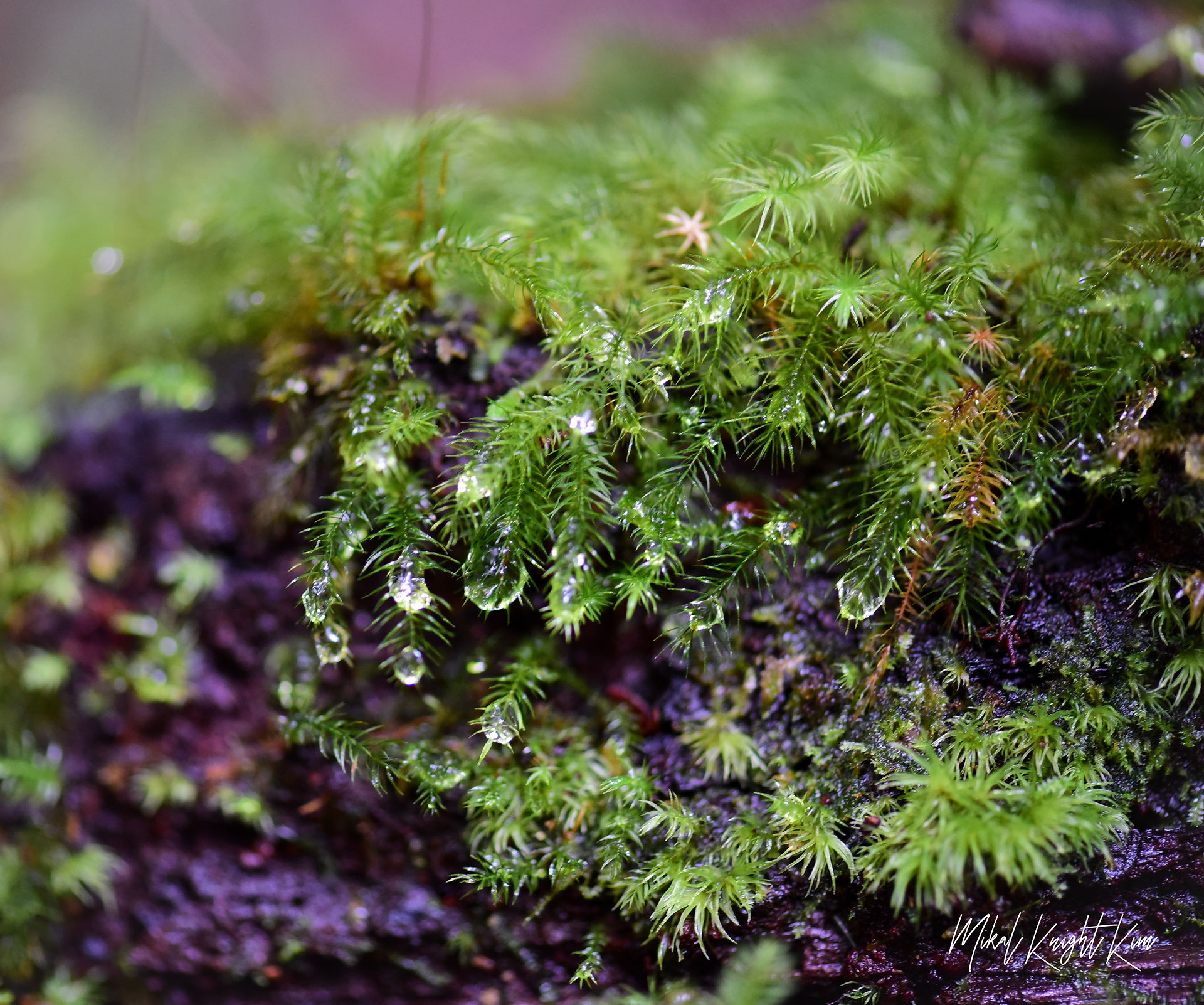 Dew drops