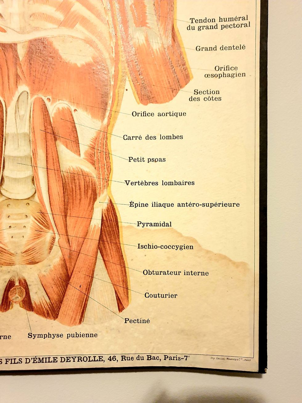 Thumbnail: Circa 1900 Deyrolle No.303 Anatomical Lithograph Medical Board