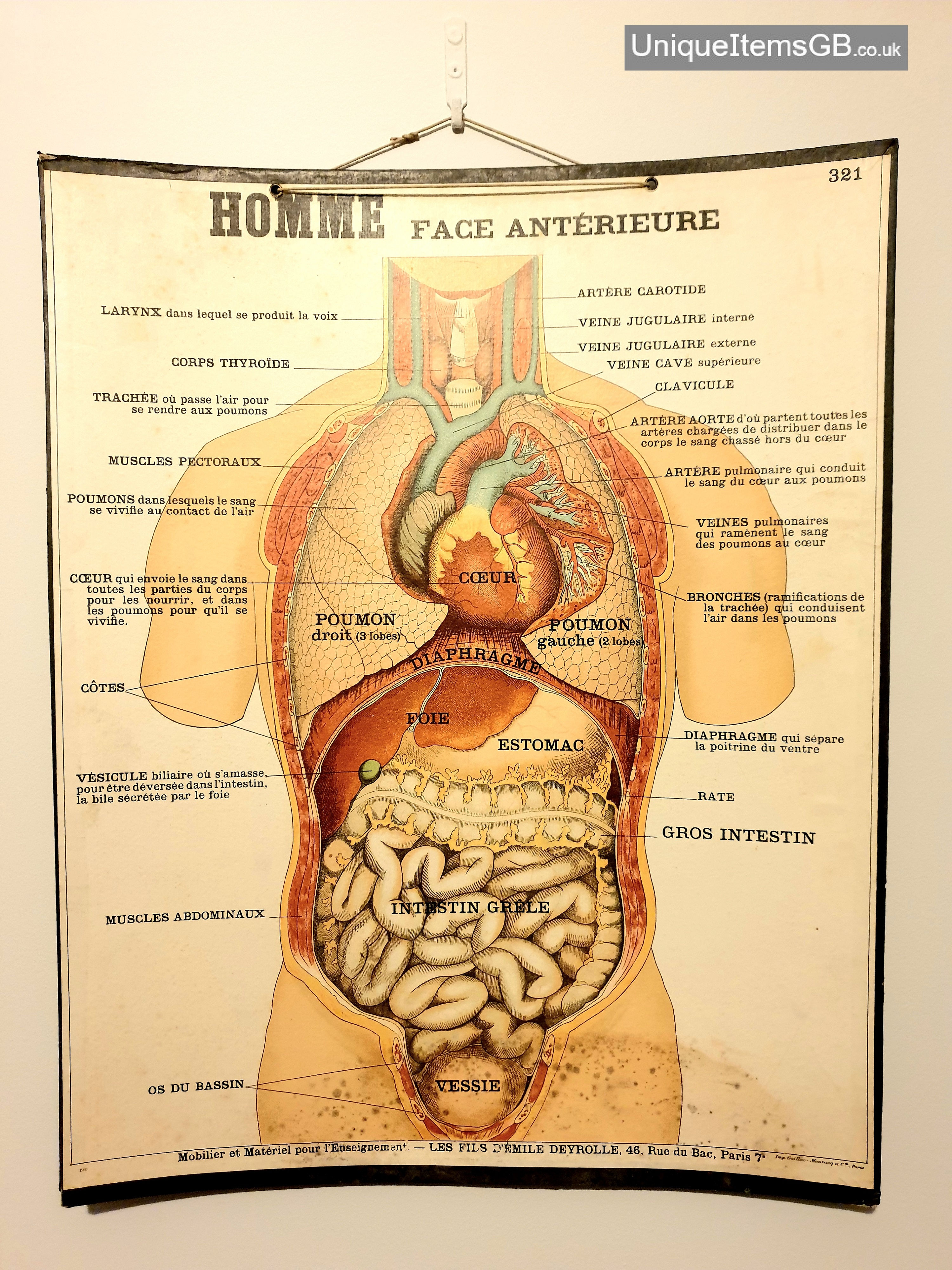 Circa 1900 Deyrolle No.321 Anatomical Lithograph Medical Board