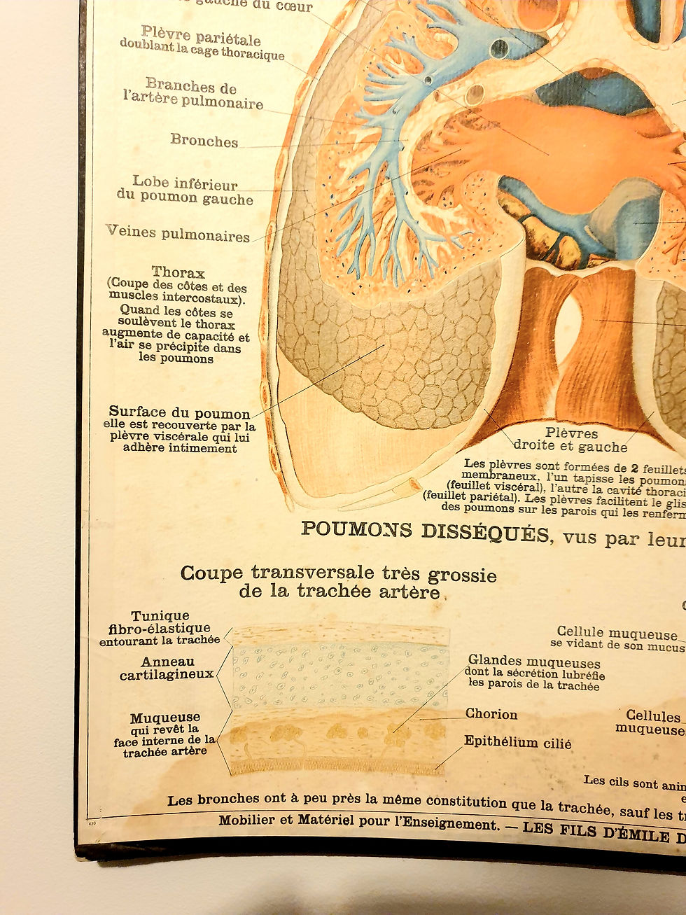 Thumbnail: Circa 1900 Deyrolle No.343 Anatomical Lithograph Medical Board