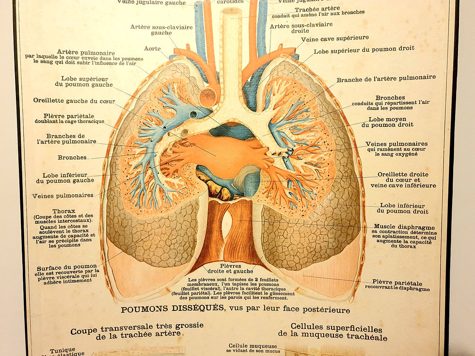Thumbnail: Circa 1900 Deyrolle No.343 Anatomical Lithograph Medical Board