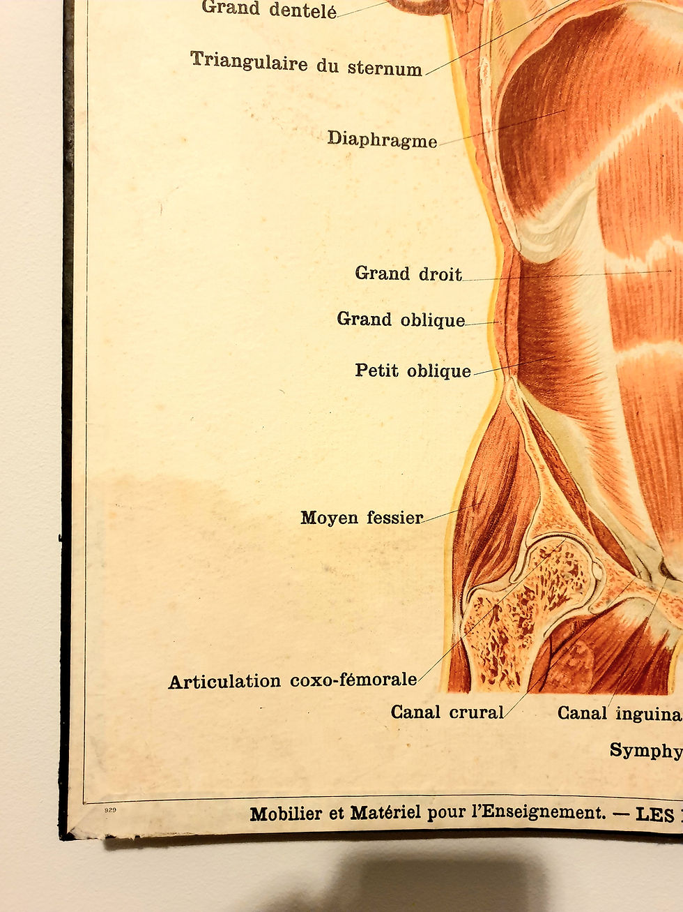 Thumbnail: Circa 1900 Deyrolle No.304 Anatomical Lithograph Medical Board