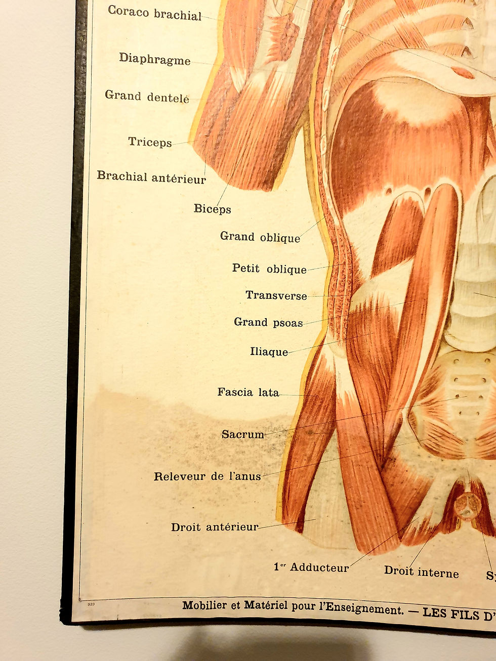 Thumbnail: Circa 1900 Deyrolle No.303 Anatomical Lithograph Medical Board