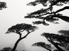 Shui-mo: From Brush to Film, a Dialogue Between Painting and Photography