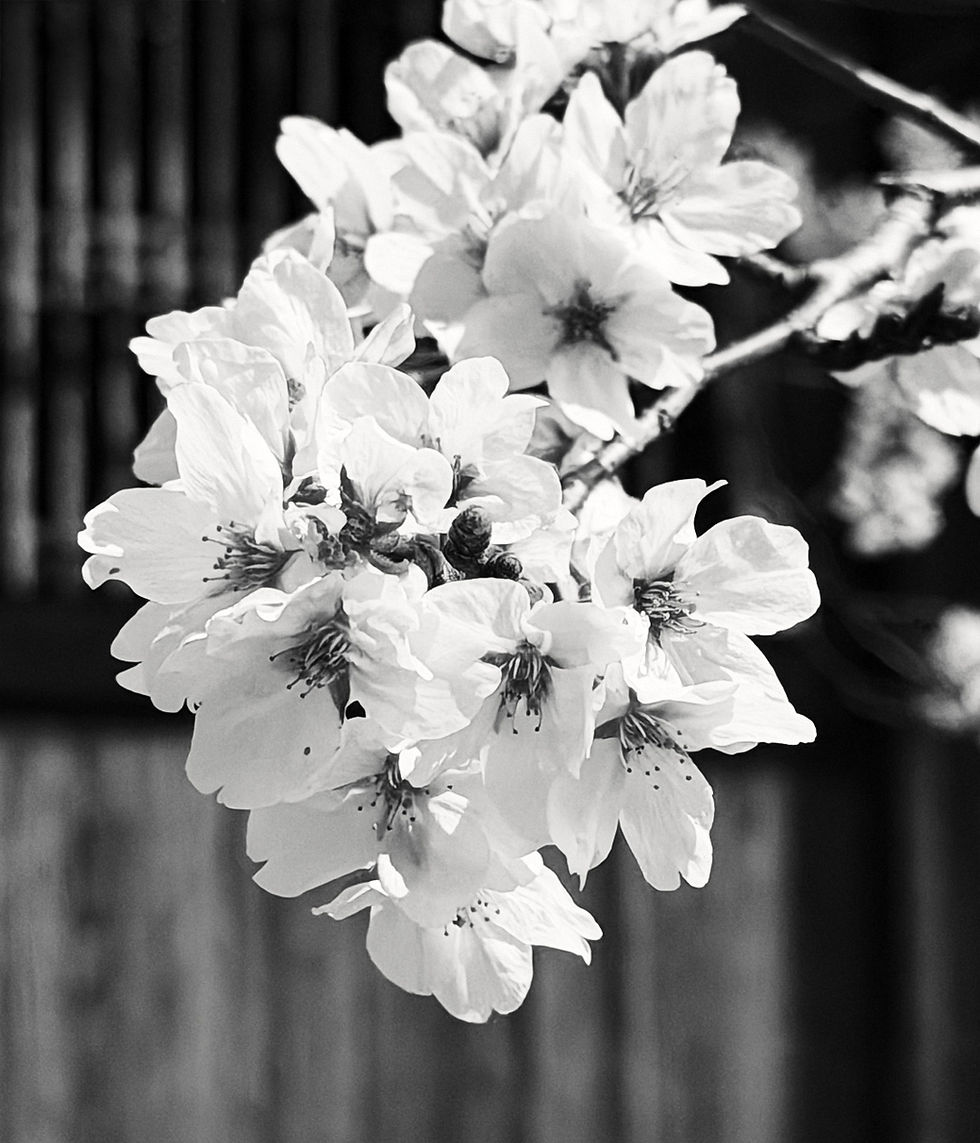Japan: Sakura in Arts, From Traditional Paintings to Photography (Part 3)