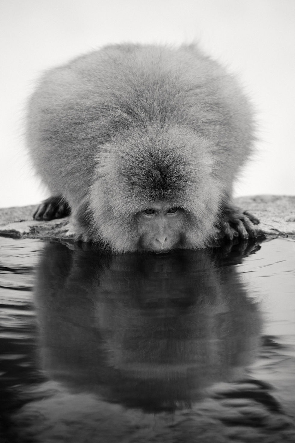 Japan: Photographing the Snow Monkeys at Jigokudani Park in Nagano