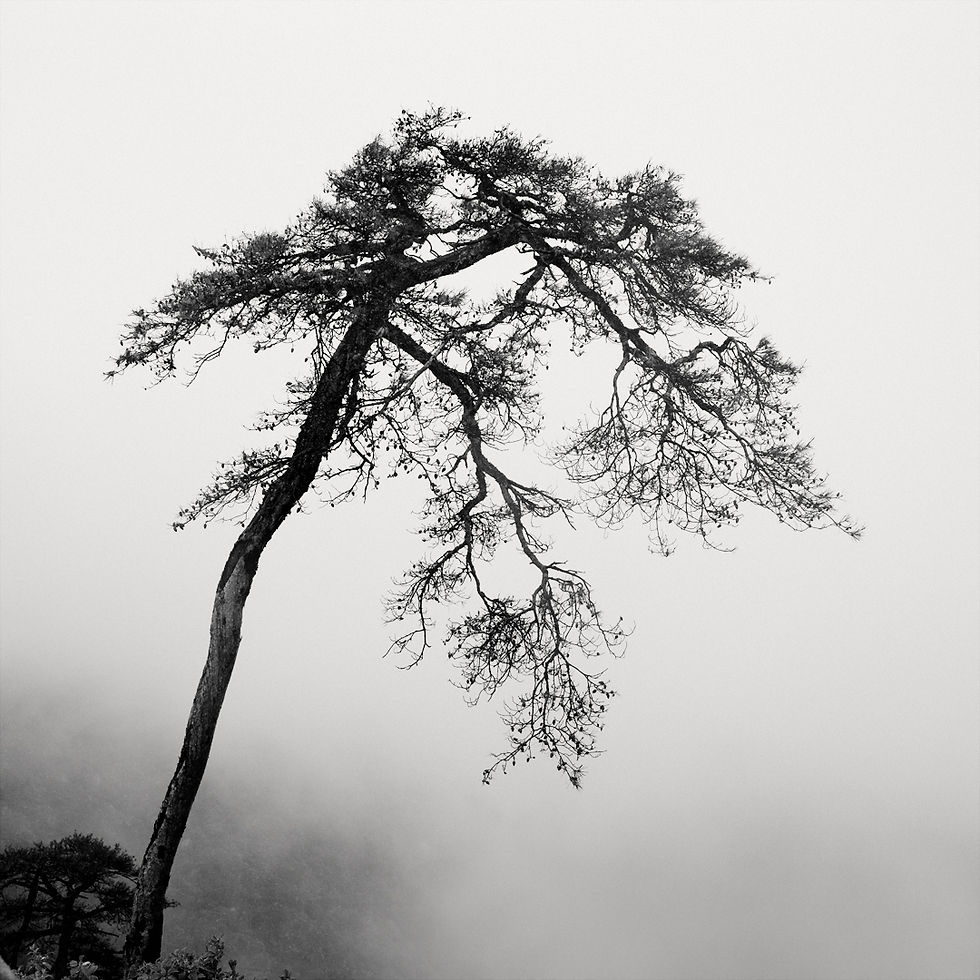 Ginko: The Art of Walking and Creativity Inspired by Japanese Haiku Masters