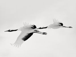 Japan: Getting to Kushiro to Photograph the Tanchozuru Cranes (Part 2)