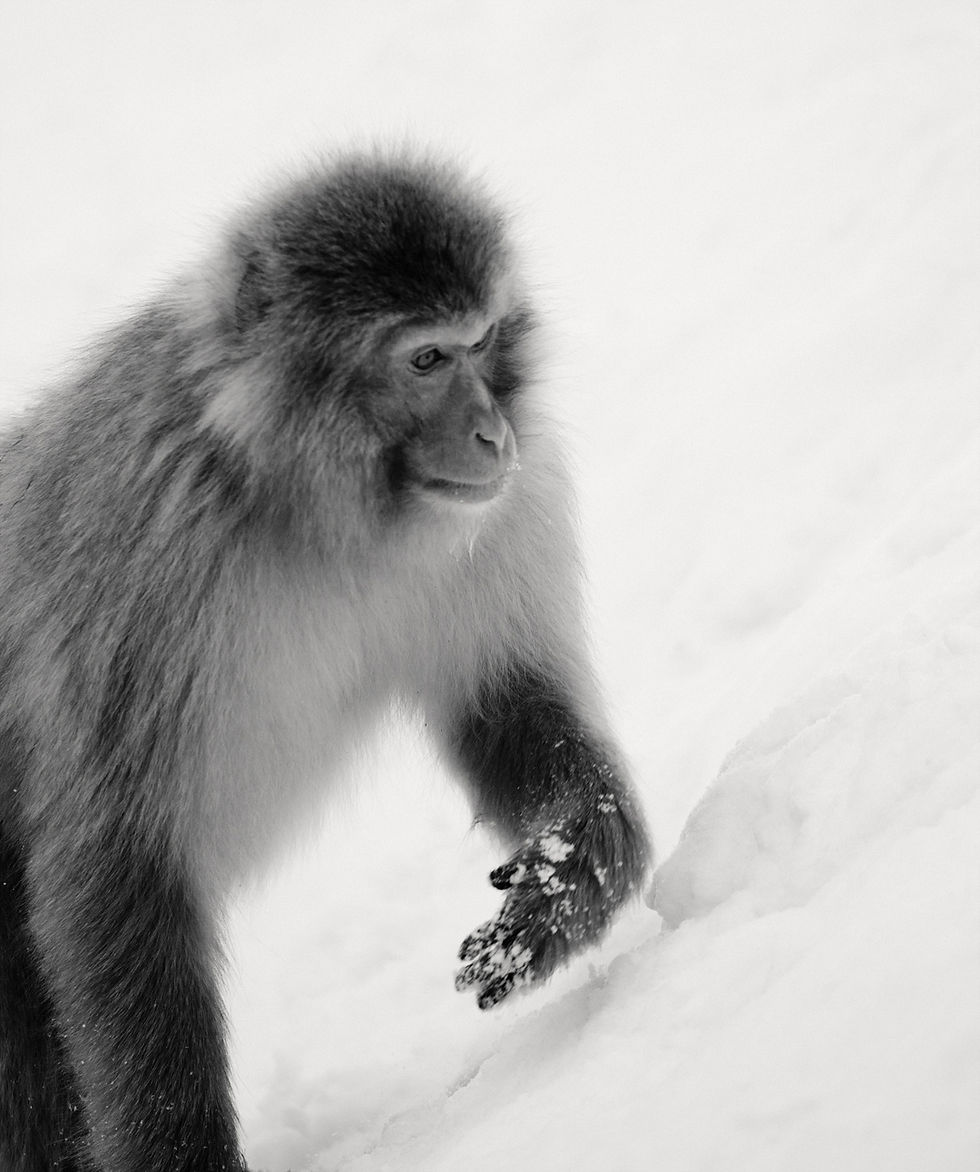 Japan: Photographing the Snow Monkeys at Jigokudani Park in Nagano