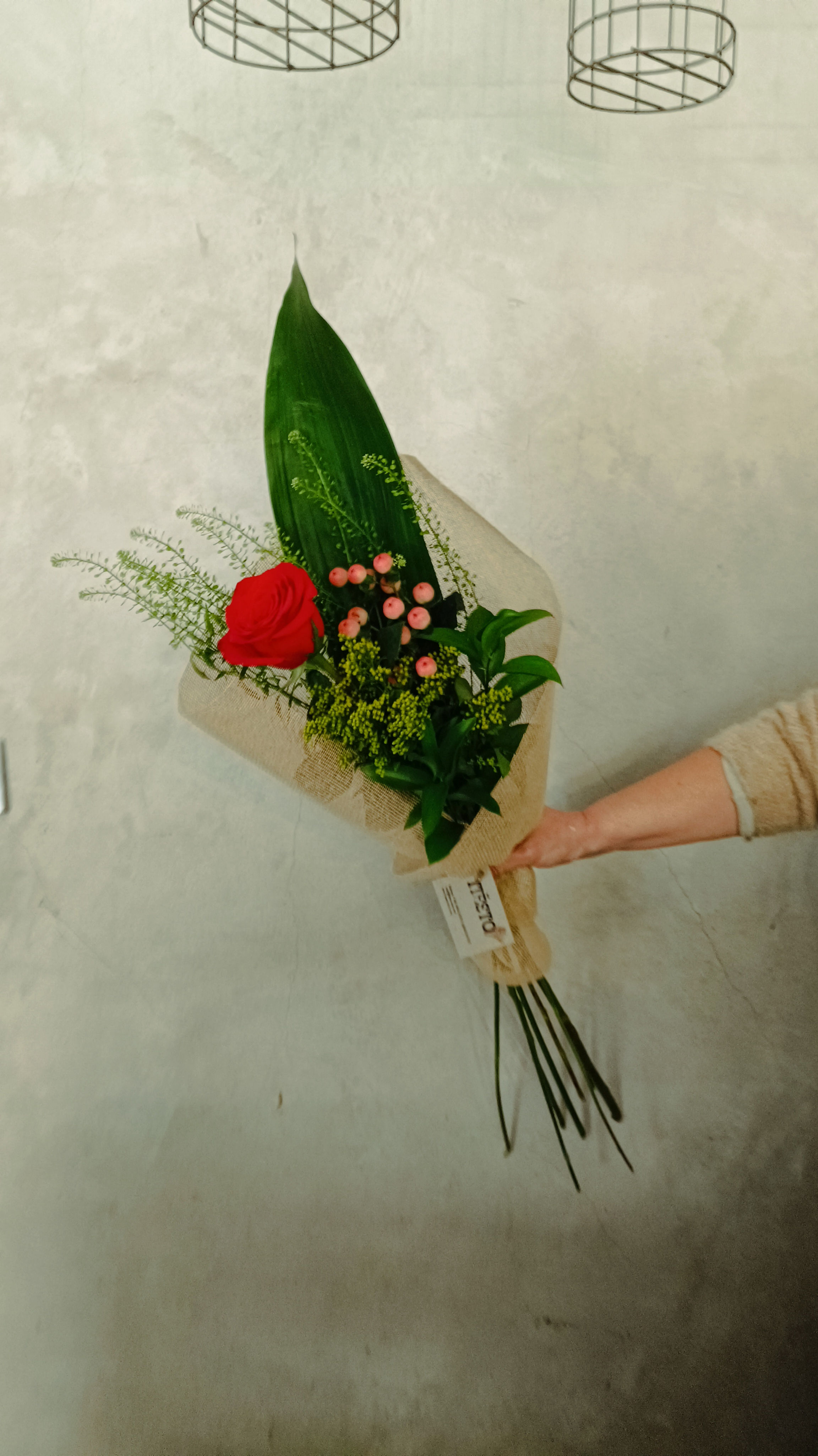 Rosa Sant Jordi  premium