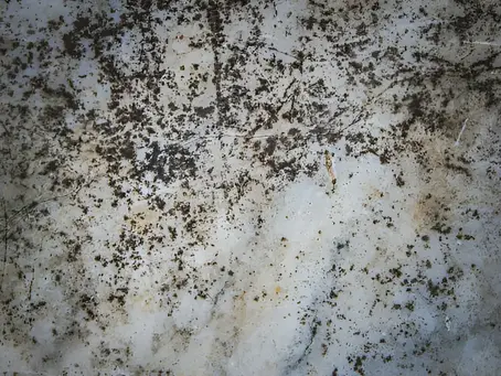 Black Mold vs. Regular Mold: What's the Difference?