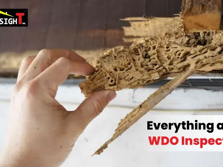 Everything You Need to Know About WDO Inspections