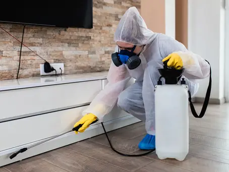 The Most Common Bugs Found in Houston and How to Prevent Them