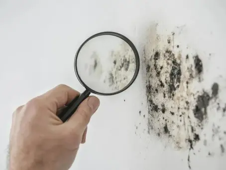 Do Home Inspectors Check For Mold In A Home Inspection?