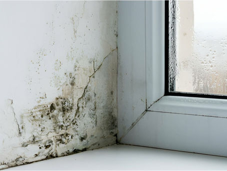 The Role Of Mold Inspectors In Real Estate Transactions
