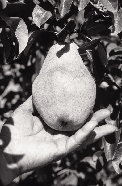 The Pruning: there is Purpose in the Pain!