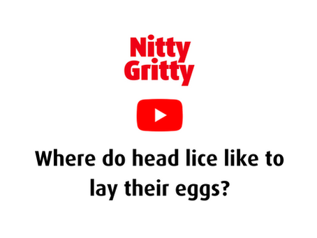 Where do head lice like to lay their eggs?