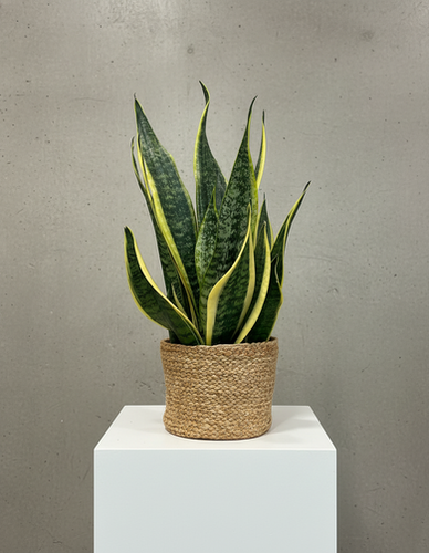 Burpee - Gardening Supplies - Sansevieria laurentii superba (Golden Snake Plant), 1 Plant