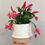 Thumbnail: Holiday Cactus