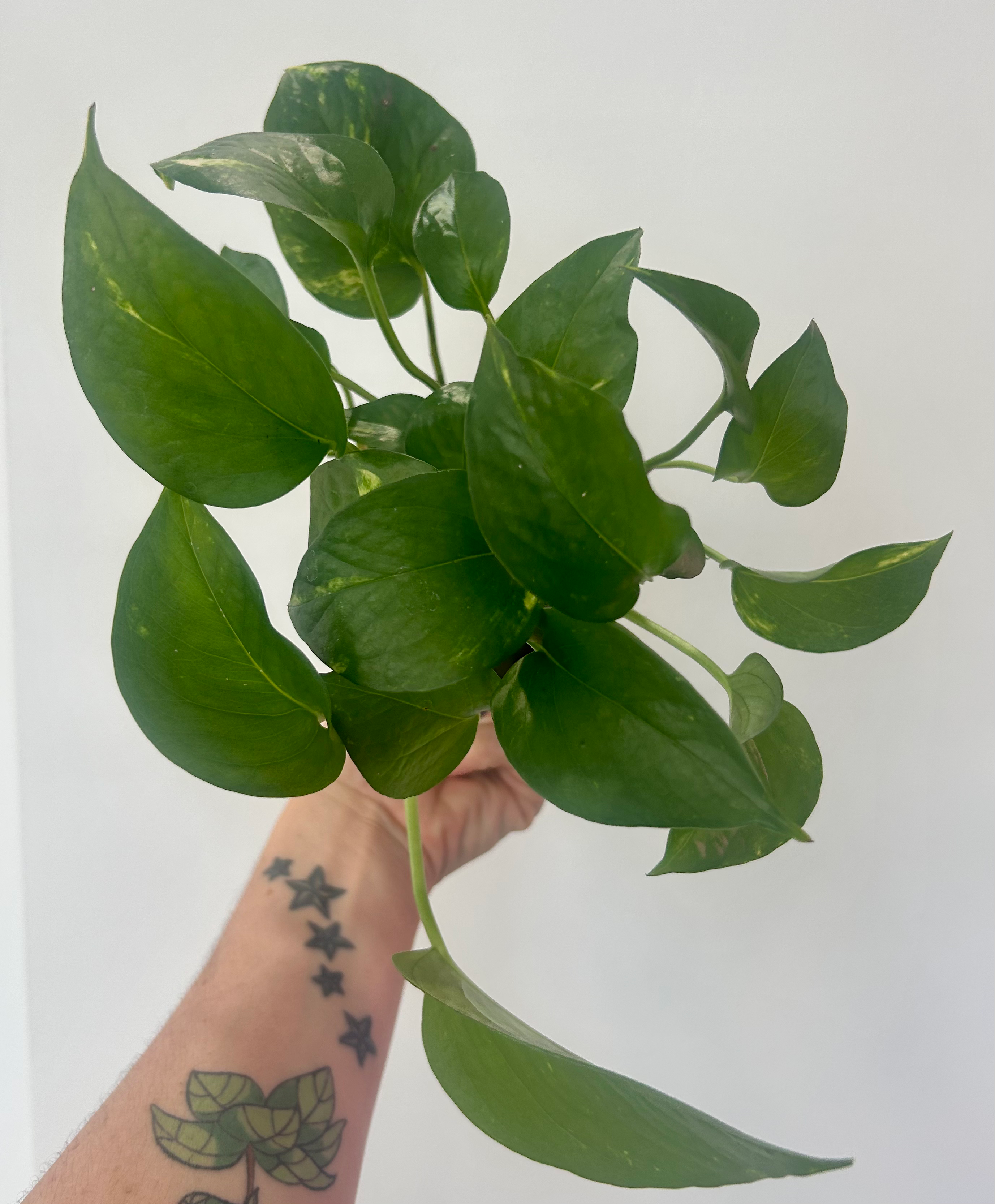 Epipremnum aureum (Gold Pothos)